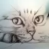 Как нарисовать кота карандашом? Портреты карандашом - Fenlin.ru