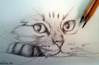 Как нарисовать кота карандашом? Портреты карандашом - Fenlin.ru