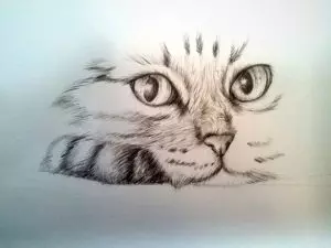 Как нарисовать кота карандашом? Шаг 10. Портреты карандашом - Fenlin.ru