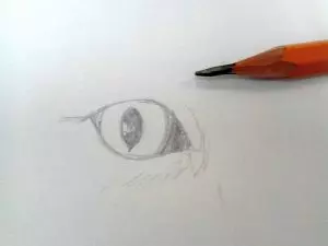 Как нарисовать кота карандашом? Шаг 2. Портреты карандашом - Fenlin.ru