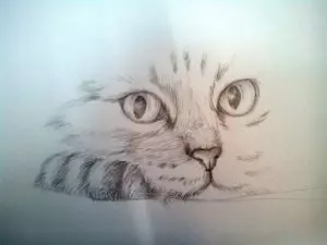 Как нарисовать кота карандашом? Шаг 9. Портреты карандашом - Fenlin.ru