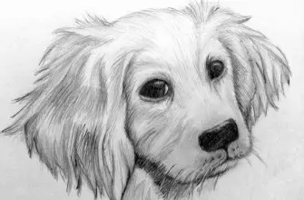 Как нарисовать собаку карандашом? Портреты карандашом - Fenlin.ru