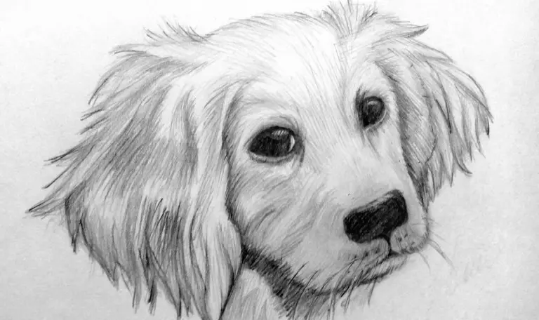 Как нарисовать собаку карандашом? Портреты карандашом - Fenlin.ru