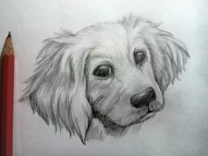 Как нарисовать собаку карандашом? Шаг 10. Портреты карандашом - Fenlin.ru