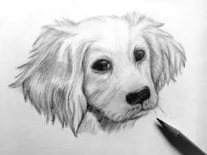 Как нарисовать собаку карандашом? Шаг 11. Портреты карандашом - Fenlin.ru