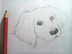 Как нарисовать собаку карандашом? Шаг 6. Портреты карандашом - Fenlin.ru