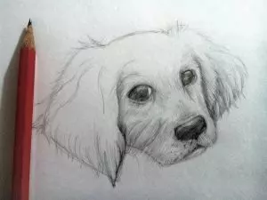 Как нарисовать собаку карандашом? Шаг 8. Портреты карандашом - Fenlin.ru