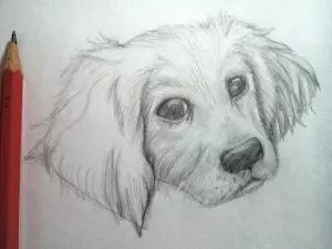 Как нарисовать собаку карандашом? Шаг 9. Портреты карандашом - Fenlin.ru