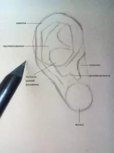 Как нарисовать ухо человека карандашом? Шаг 3. Портреты карандашом - Fenlin.ru