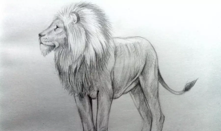 Как нарисовать льва карандашом? Портреты карандашом - Fenlin.ru