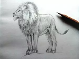 Как нарисовать льва карандашом? Шаг 12. Портреты карандашом - Fenlin.ru
