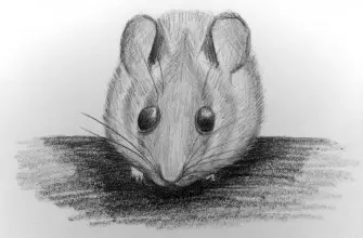 Как нарисовать мышку карандашом? Портреты карандашом - Fenlin.ru