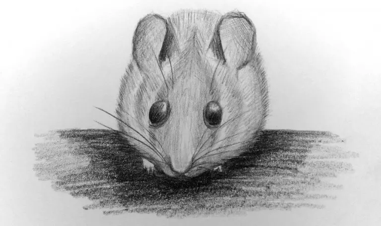 Как нарисовать мышку карандашом? Портреты карандашом - Fenlin.ru