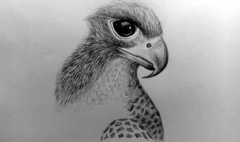 Как нарисовать орла карандашом? Портреты карандашом - Fenlin.ru