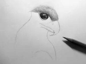 Как нарисовать орла карандашом? Шаг 10. Портреты карандашом - Fenlin.ru