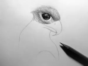 Как нарисовать орла карандашом? Шаг 11. Портреты карандашом - Fenlin.ru