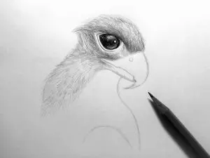 Как нарисовать орла карандашом? Шаг 12. Портреты карандашом - Fenlin.ru