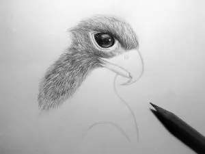 Как нарисовать орла карандашом? Шаг 13. Портреты карандашом - Fenlin.ru