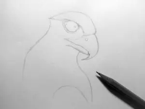 Как нарисовать орла карандашом? Шаг 7. Портреты карандашом - Fenlin.ru