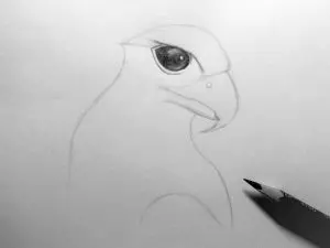 Как нарисовать орла карандашом? Шаг 9. Портреты карандашом - Fenlin.ru