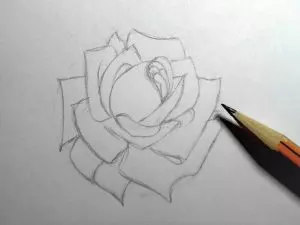 Как нарисовать розу карандашом? Шаг 10. Портреты карандашом - Fenlin.ru