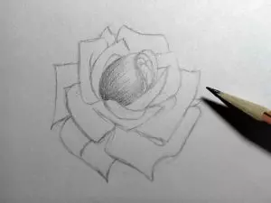 Как нарисовать розу карандашом? Шаг 11. Портреты карандашом - Fenlin.ru