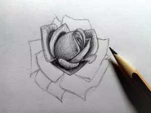 Как нарисовать розу карандашом? Шаг 14. Портреты карандашом - Fenlin.ru