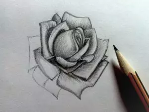 Как нарисовать розу карандашом? Шаг 15. Портреты карандашом - Fenlin.ru