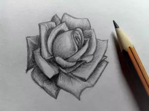 Как нарисовать розу карандашом? Шаг 16. Портреты карандашом - Fenlin.ru