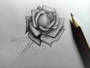Как нарисовать розу карандашом? Шаг 17. Портреты карандашом - Fenlin.ru