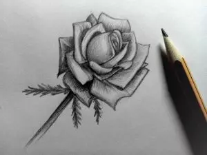 Как нарисовать розу карандашом? Шаг 18. Портреты карандашом - Fenlin.ru