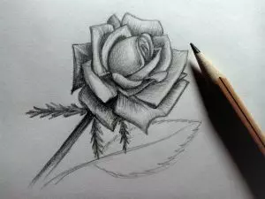 Как нарисовать розу карандашом? Шаг 19. Портреты карандашом - Fenlin.ru