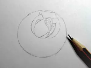 Как нарисовать розу карандашом? Шаг 6. Портреты карандашом - Fenlin.ru