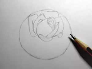 Как нарисовать розу карандашом? Шаг 7. Портреты карандашом - Fenlin.ru