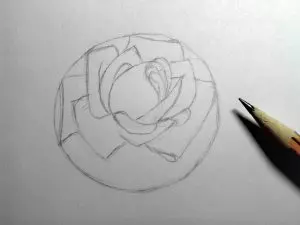 Как нарисовать розу карандашом? Шаг 8. Портреты карандашом - Fenlin.ru