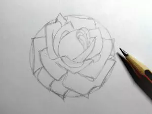 Как нарисовать розу карандашом? Шаг 9. Портреты карандашом - Fenlin.ru