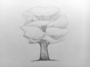 Как нарисовать дерево карандашом? Поэтапный урок. Шаг 8. Портреты карандашом - Fenlin.ru
