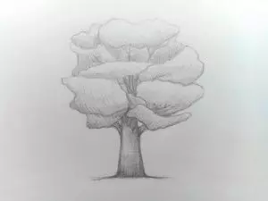 Как нарисовать дерево карандашом? Поэтапный урок. Шаг 9. Портреты карандашом - Fenlin.ru