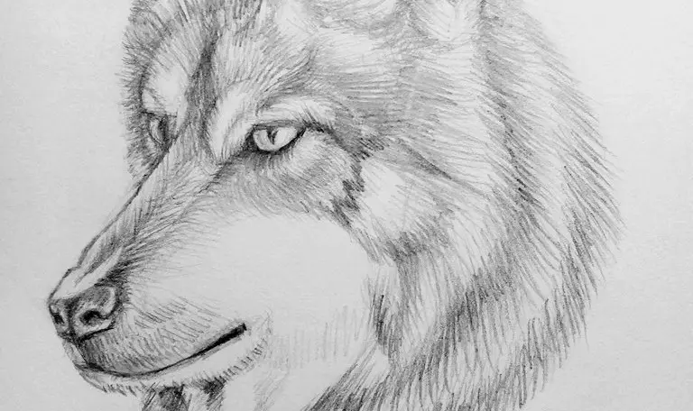 Как нарисовать волка карандашом? Поэтапный урок. Портреты карандашом - Fenlin.ru