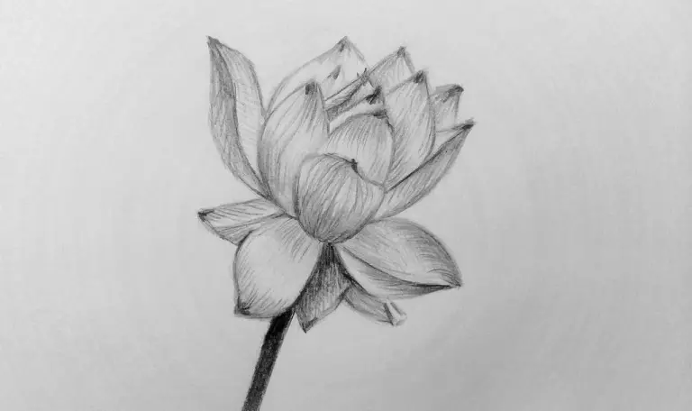 Как нарисовать цветок карандашом? Поэтапный урок. Портреты карандашом - Fenlin.ru