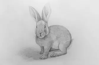 Как нарисовать кролика карандашом? Шаг 1. Поэтапный урок. Портреты карандашом - Fenlin.ru