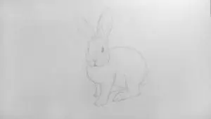 Как нарисовать кролика карандашом? Шаг 11. Портреты карандашом - Fenlin.ru