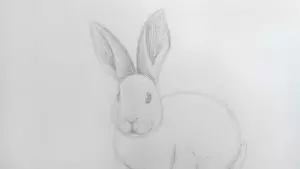 Как нарисовать кролика карандашом? Шаг 12. Портреты карандашом - Fenlin.ru