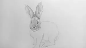 Как нарисовать кролика карандашом? Шаг 13. Портреты карандашом - Fenlin.ru