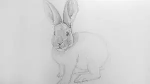 Как нарисовать кролика карандашом? Шаг 14. Портреты карандашом - Fenlin.ru