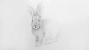 Как нарисовать кролика карандашом? Шаг 15. Портреты карандашом - Fenlin.ru