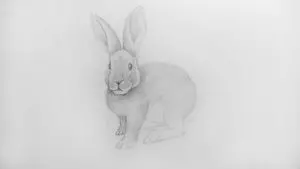 Как нарисовать кролика карандашом? Шаг 16. Портреты карандашом - Fenlin.ru