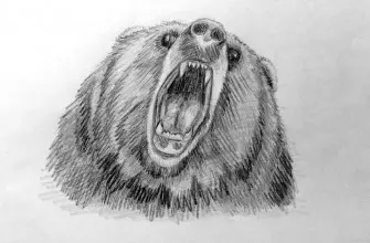 Как нарисовать медведя карандашом? Шаг 1. Поэтапный урок. Портреты карандашом - Fenlin.ru