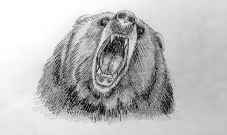 Как нарисовать медведя карандашом? Шаг 1. Поэтапный урок. Портреты карандашом - Fenlin.ru
