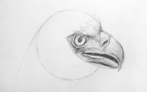 Как нарисовать орла карандашом? Шаг 10. Портреты карандашом - Fenlin.ru